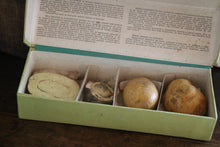 Lade das Bild in den Galerie-Viewer, Schulmodelle von Kartoffeln in einer Kiste