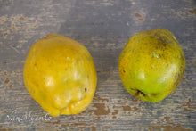Load image into Gallery viewer, Old school models of vegetables of all kinds