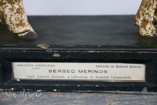 Afbeelding in Gallery-weergave laden, Antiek didaktisch model van een merino ram