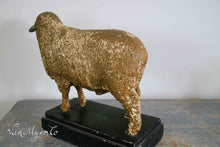 Afbeelding in Gallery-weergave laden, Antiek didaktisch model van een merino ram
