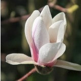 En toch wordt het lente