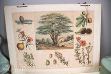 Afbeelding in Gallery-weergave laden, Oude Nederlandse botanische schoolplaat
