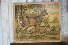 Afbeelding in Gallery-weergave laden, Schoolplaat herten
