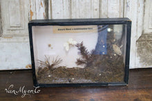 Load image into Gallery viewer, Insect display case
