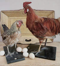 Afbeelding in Gallery-weergave laden, Opgezette haan en kip
