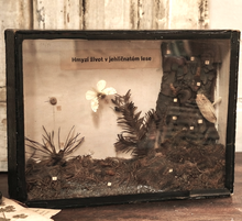 Load image into Gallery viewer, Insect display case
