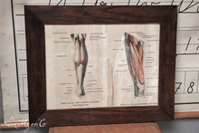 Afbeelding in Gallery-weergave laden, Medische prent van spieren in been
